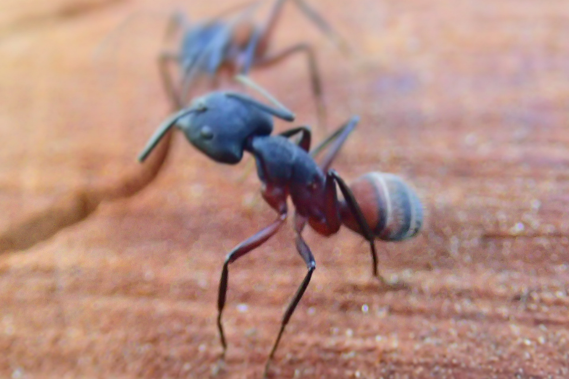 Olympus TG-3 sample photo. Ant photography