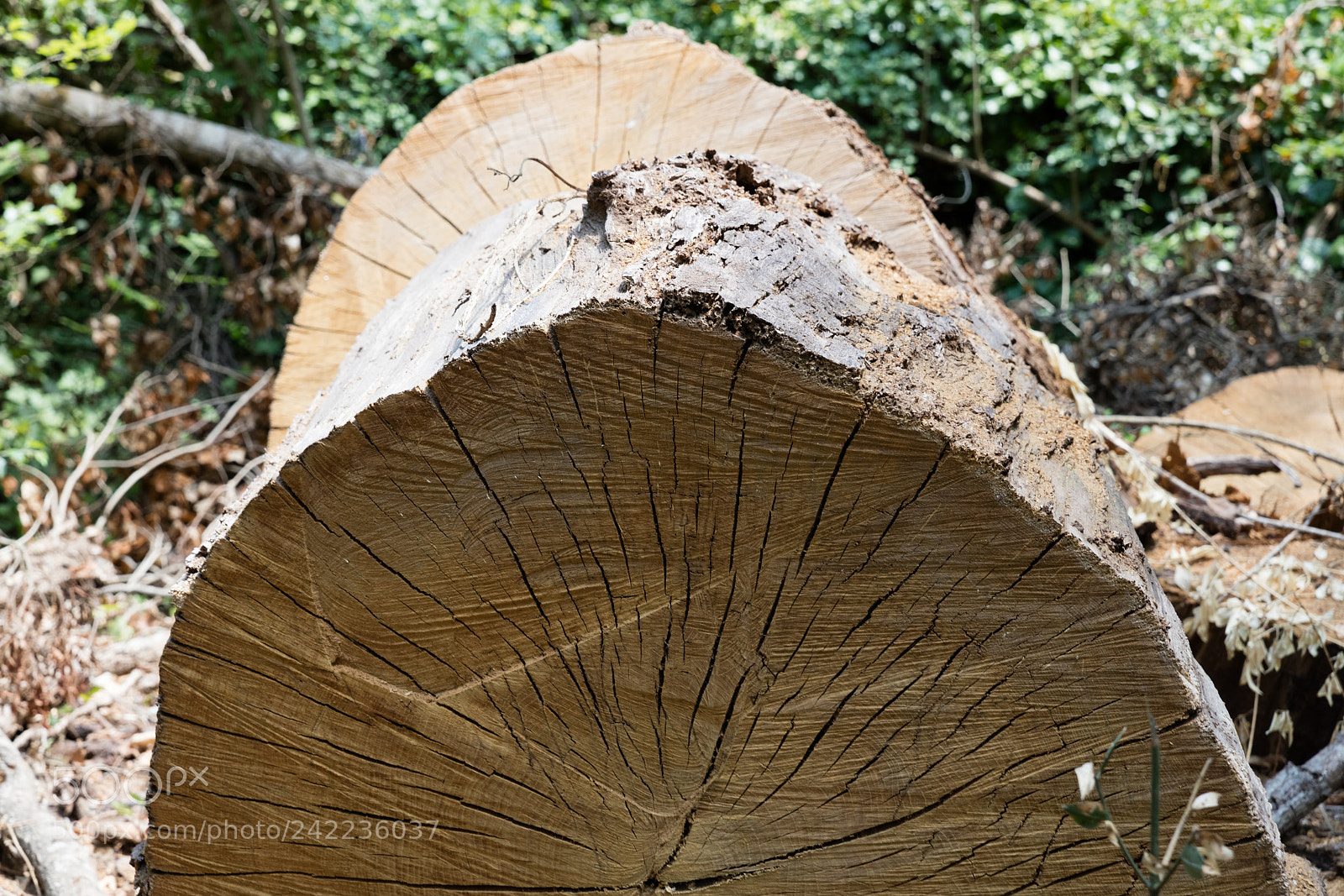 Canon EOS 5DS R sample photo. Tree trunk cut photography