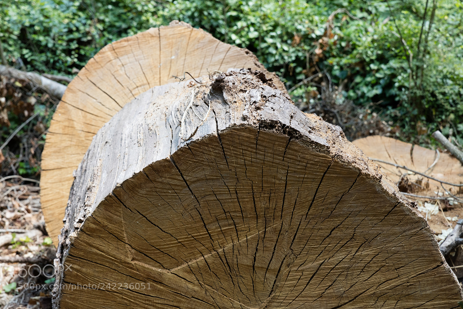 Canon EOS 5DS R sample photo. Tree trunk cut photography