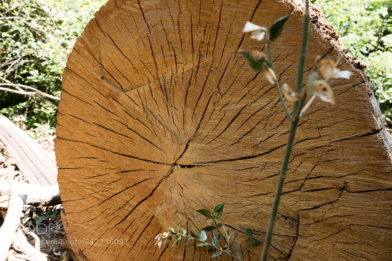 Canon EOS 5DS R sample photo. Tree trunk cut photography