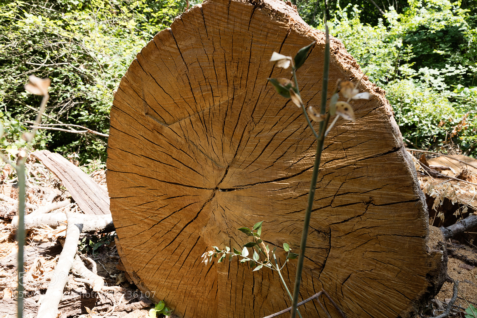 Canon EOS 5DS R sample photo. Tree trunk cut photography