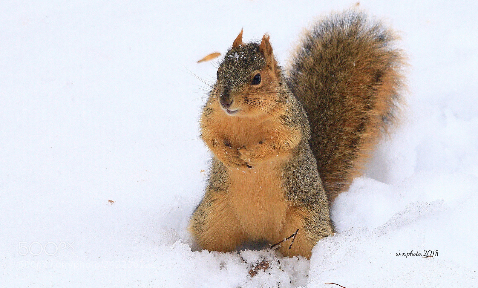 Canon EOS 7D Mark II sample photo. Squirrel photography