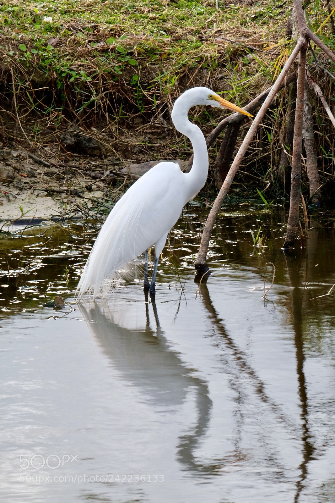 Fujifilm X-T2 sample photo. Marco island photography