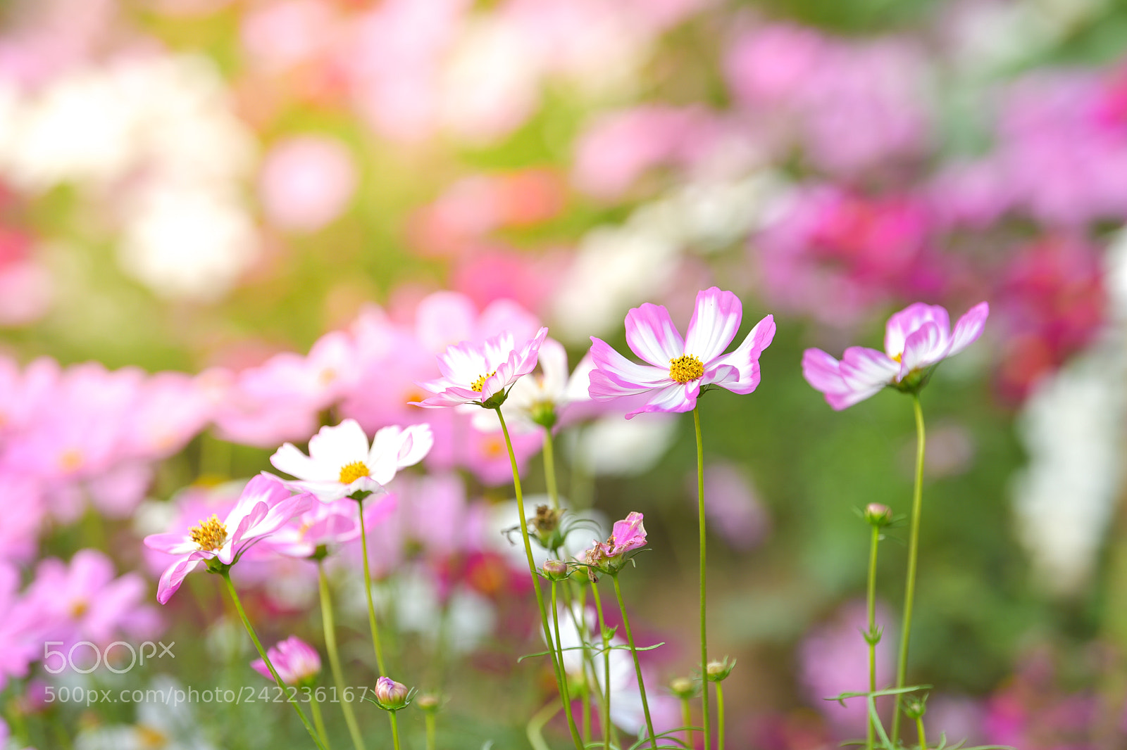Nikon D5 sample photo. Pink cosmos flower in photography