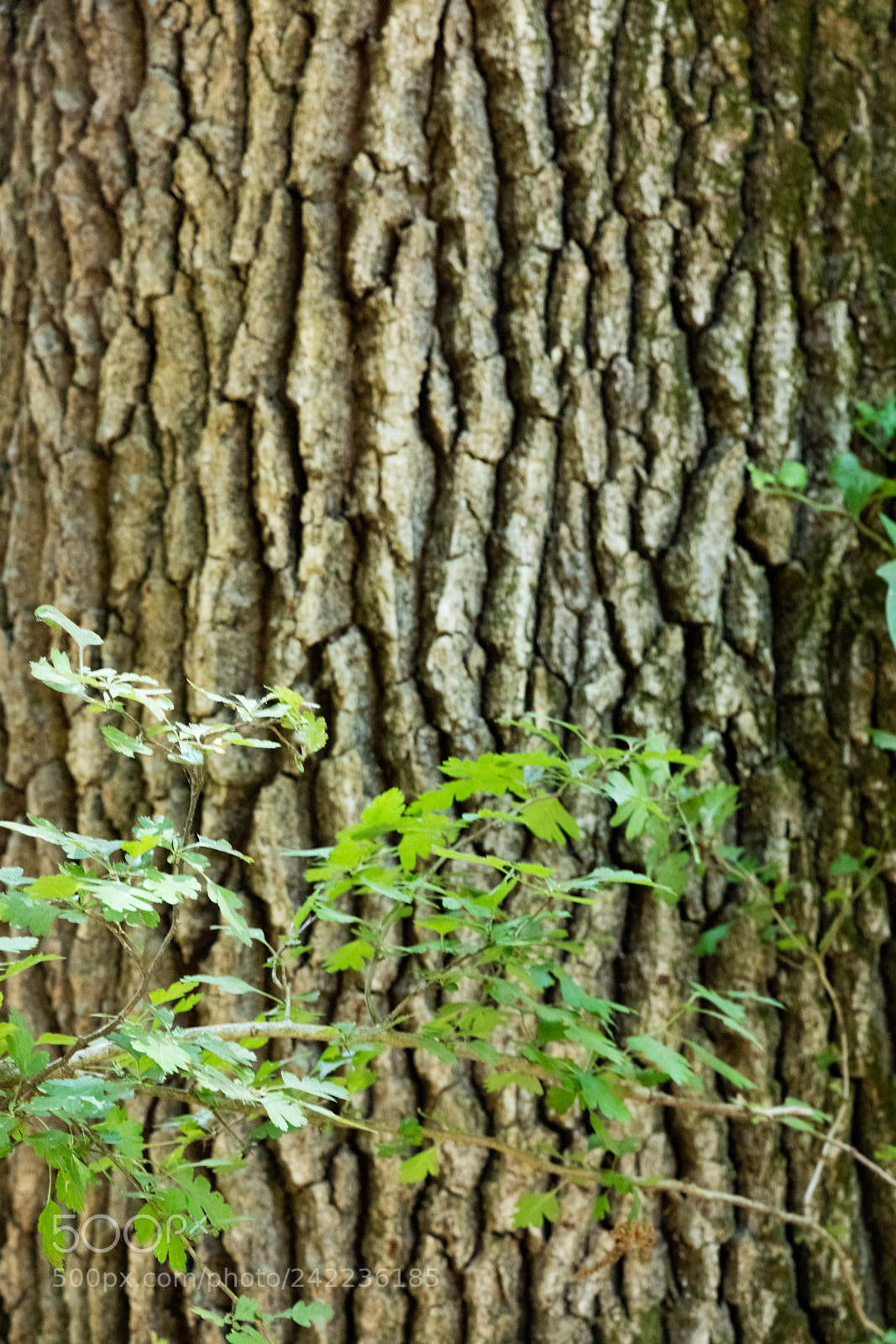 Canon EOS 5DS R sample photo. Tree bark texture photography