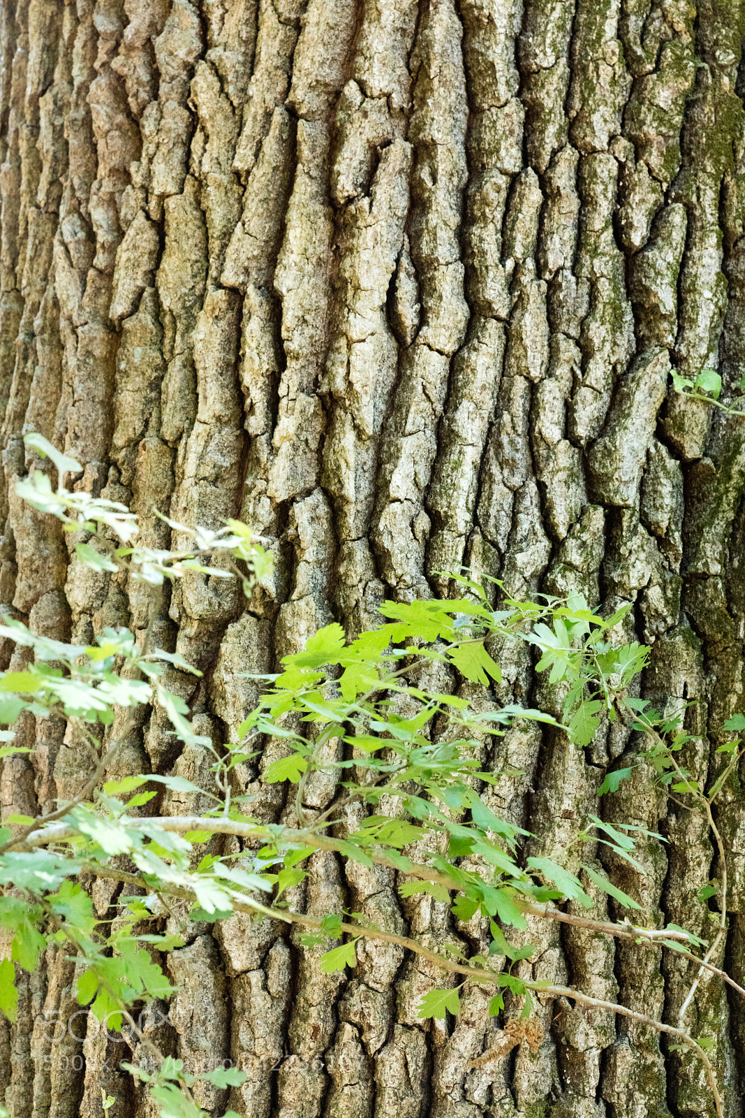 Canon EOS 5DS R sample photo. Tree bark texture photography