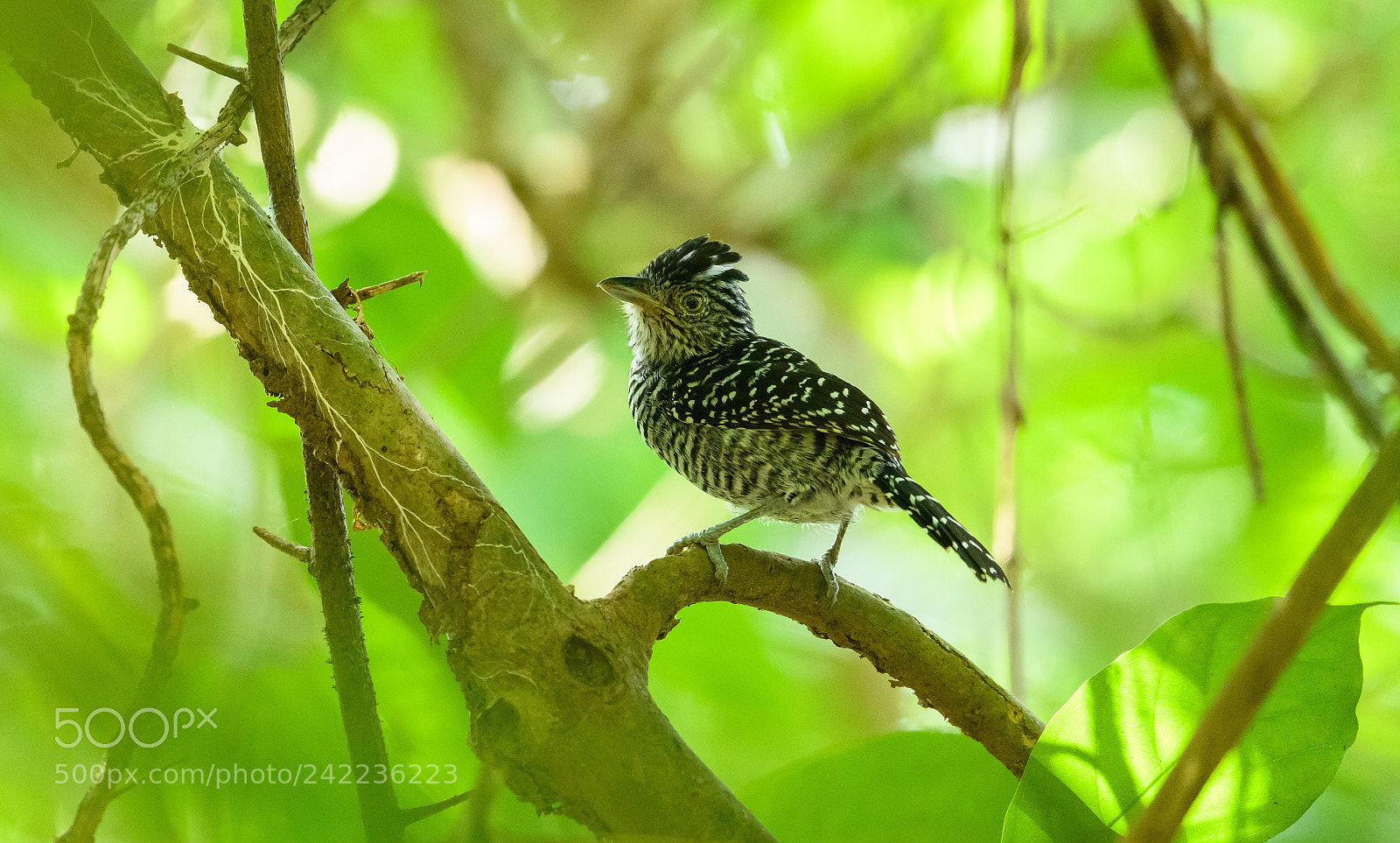 Nikon D850 sample photo. Barred antshrike in the photography
