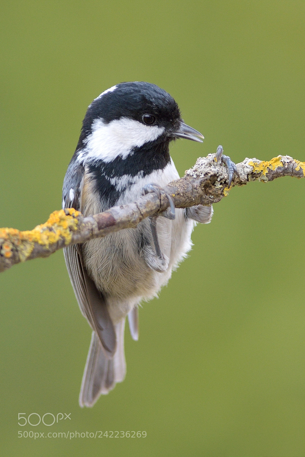 Nikon D7200 sample photo. Coal tit photography