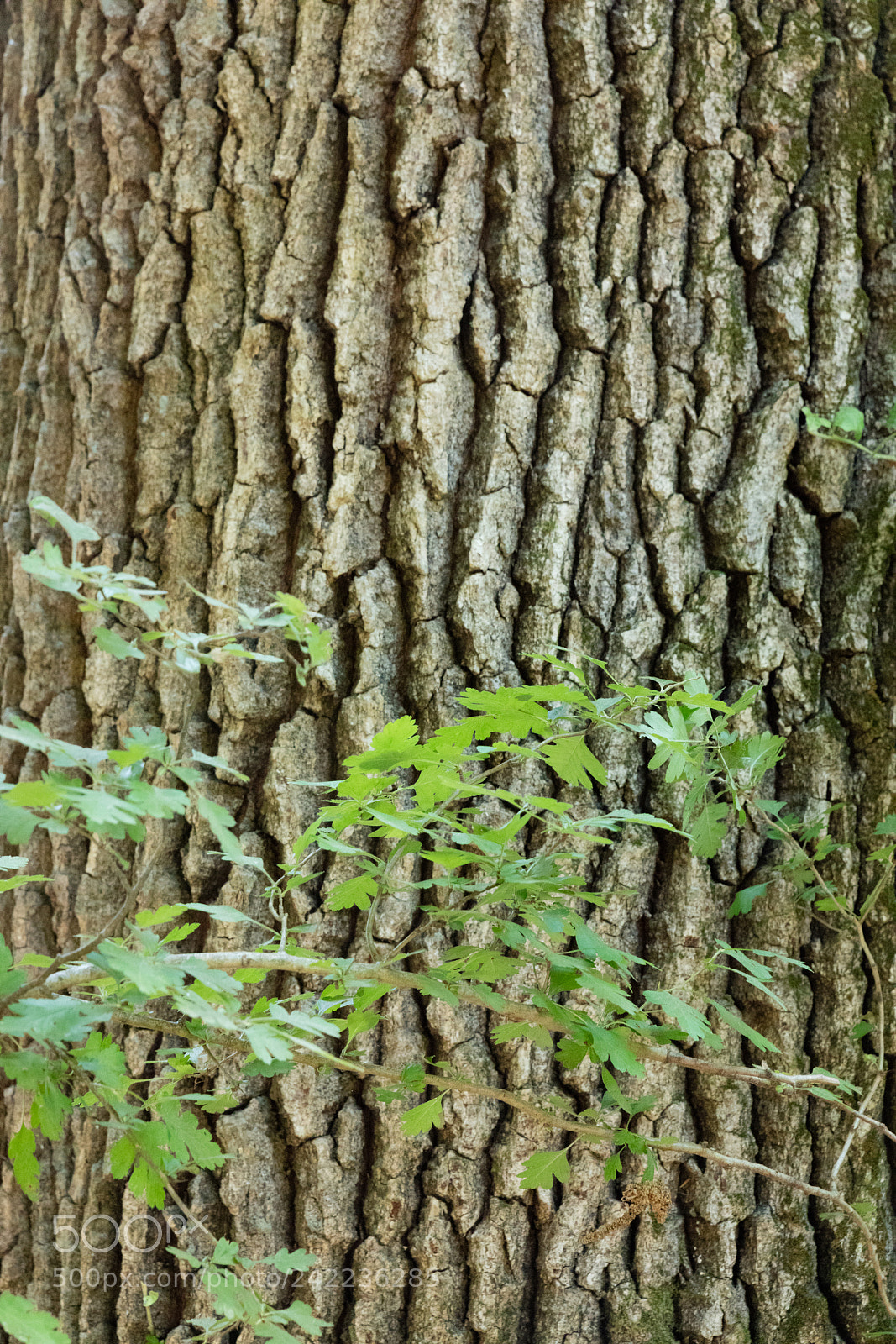 Canon EOS 5DS R sample photo. Tree bark texture photography
