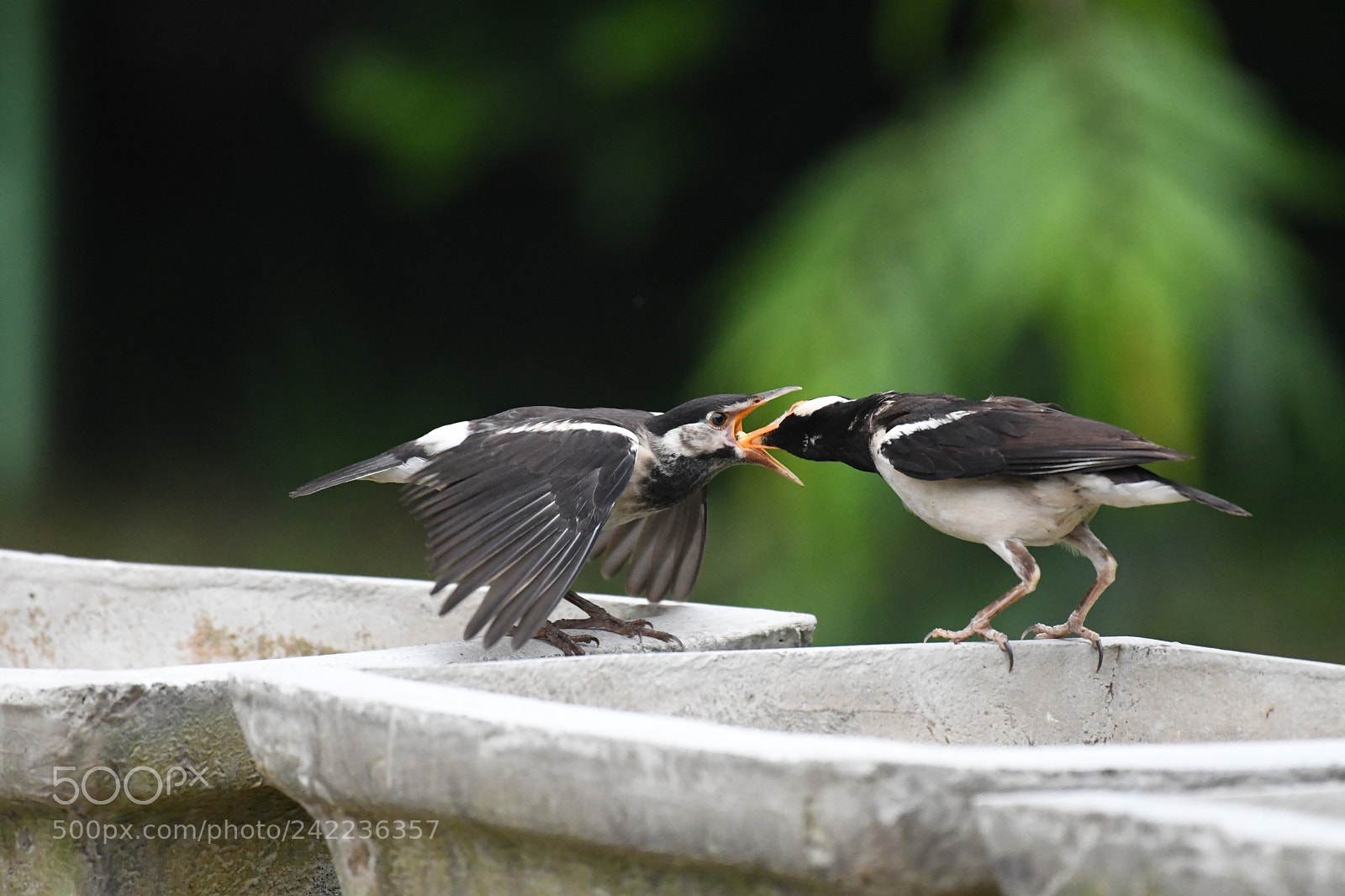 Nikon AF-S Nikkor 200-500mm F5.6E ED VR sample photo. Asian pied starling. mother photography