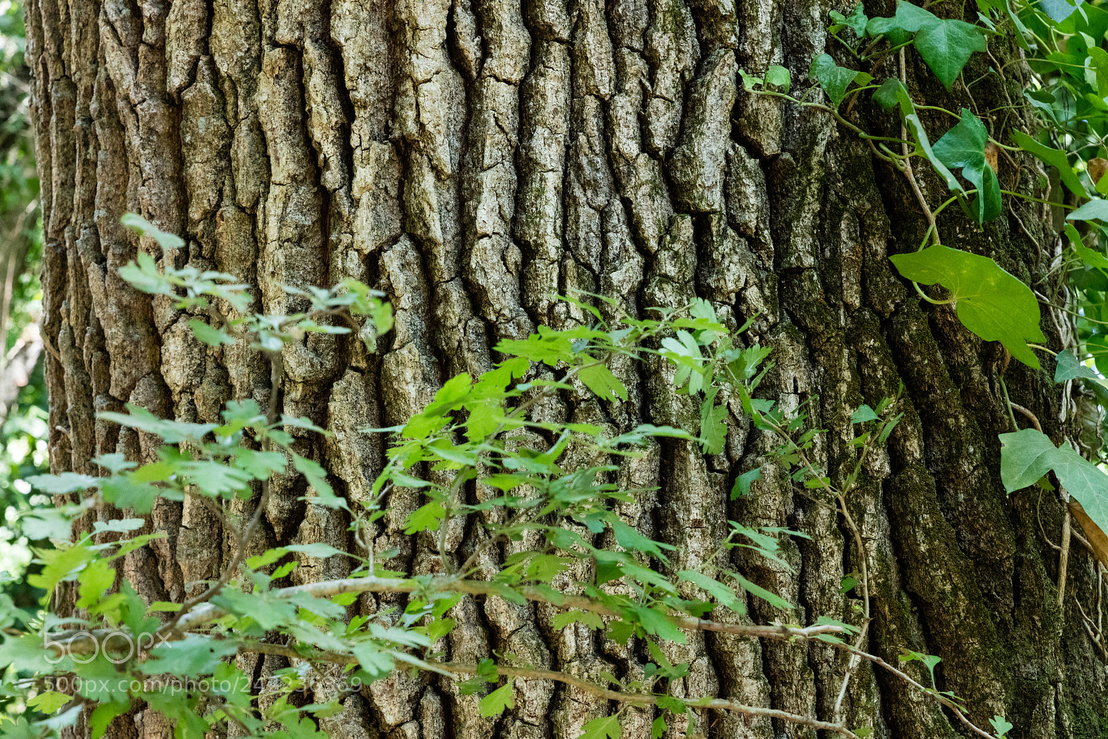 Canon EOS 5DS R sample photo. Tree bark texture photography