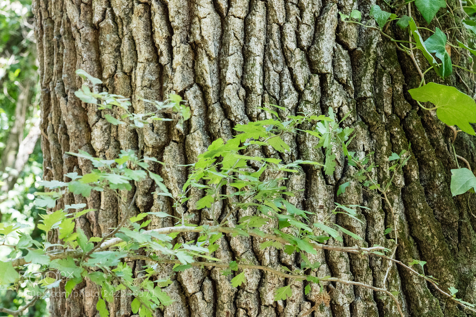 Canon EOS 5DS R sample photo. Tree bark texture photography