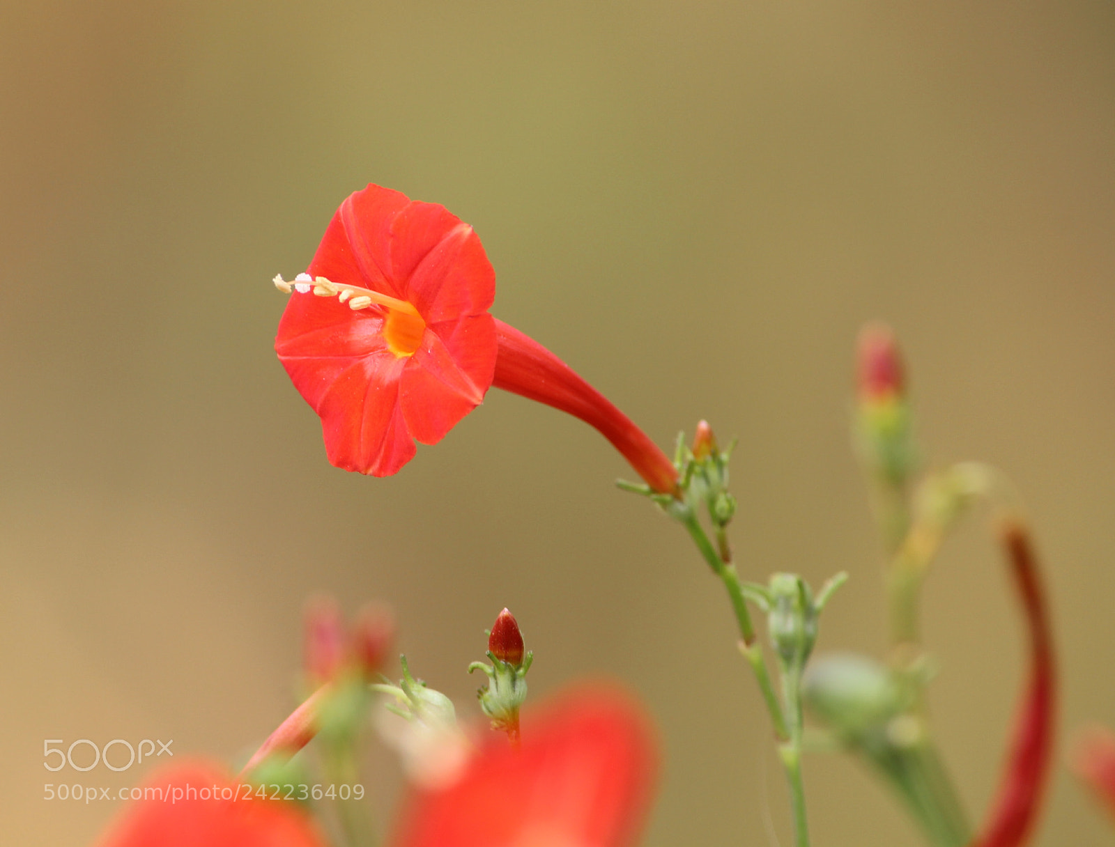 Canon EOS 1300D (EOS Rebel T6 / EOS Kiss X80) sample photo. The red beauty photography