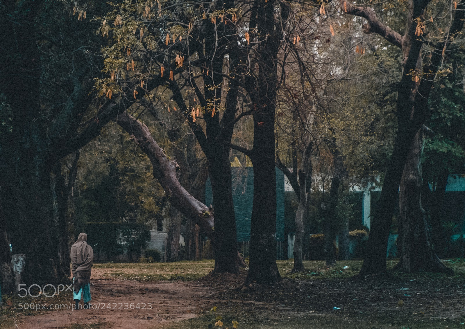 Nikon D7200 sample photo. Into the woods photography