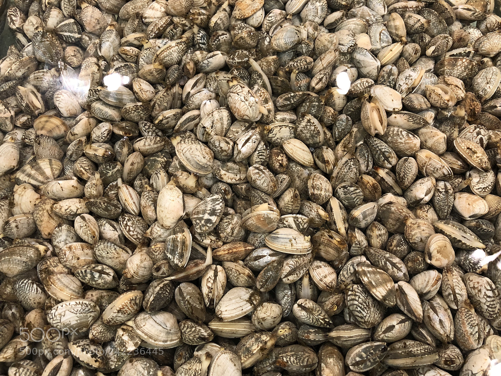 Apple iPhone X sample photo. Clam photography