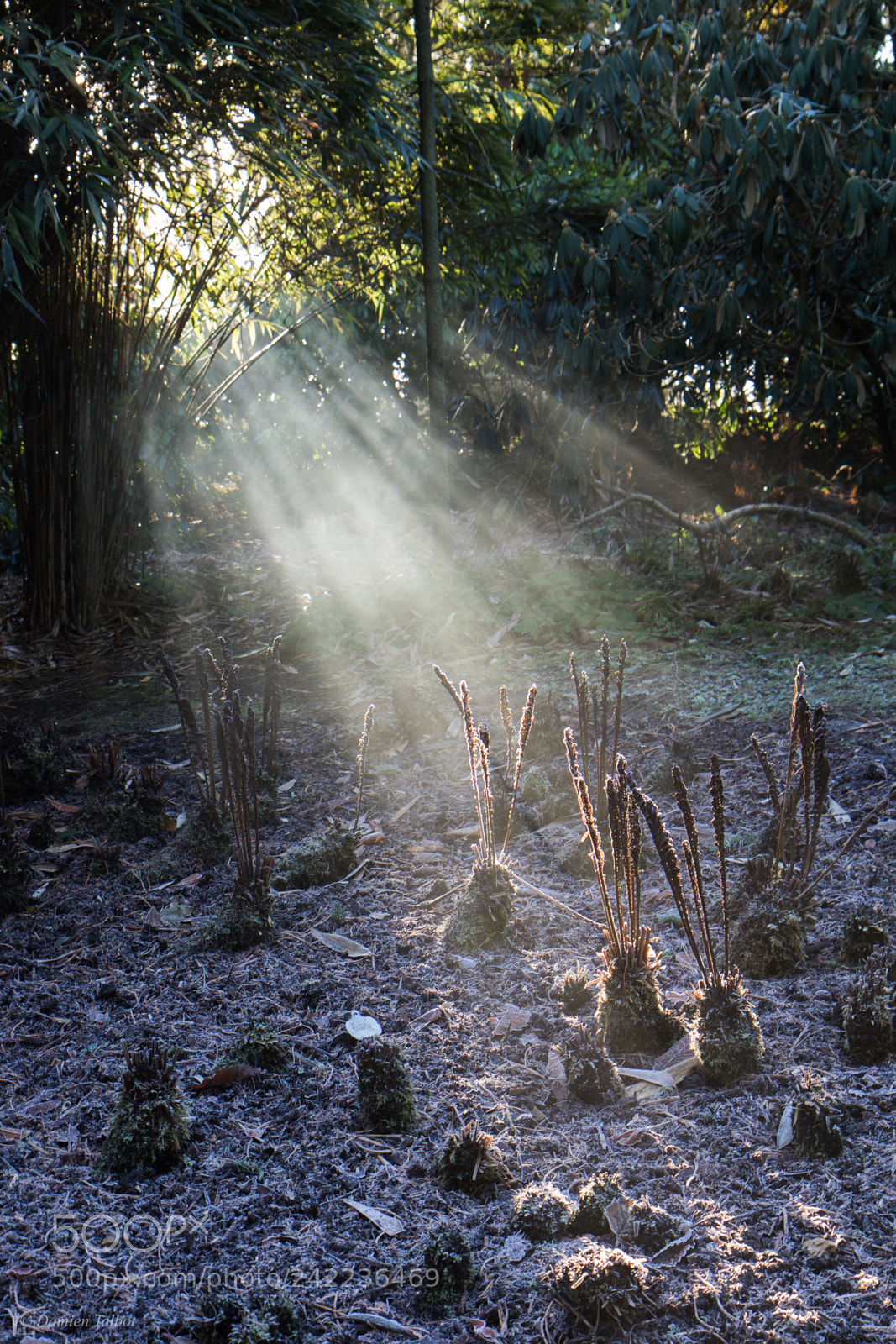 Canon EOS 7D Mark II sample photo. Frosty sunbeams photography