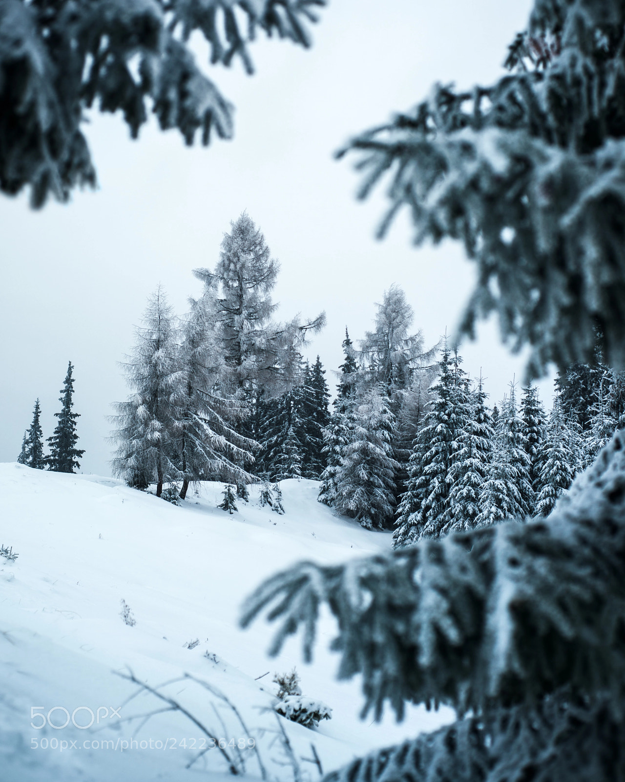Nikon D800 sample photo. Frozen carpathian trees photography