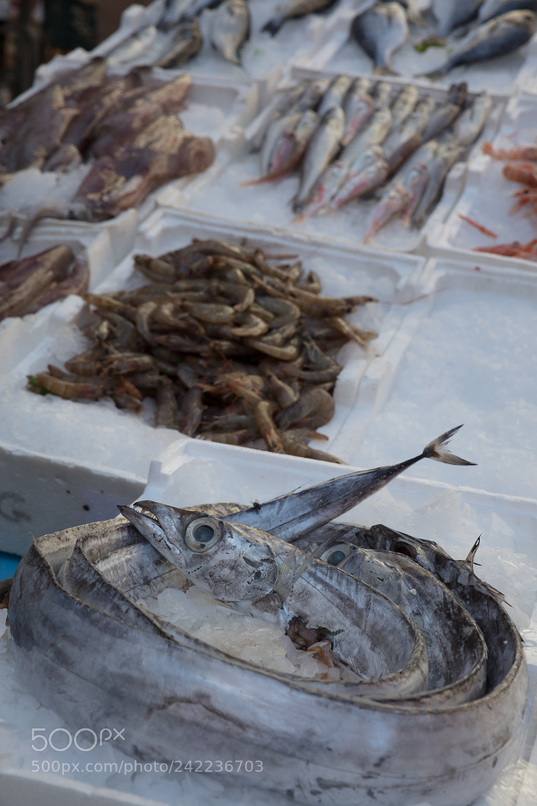 Canon EOS 5DS R sample photo. Mediterranean fish exposed photography