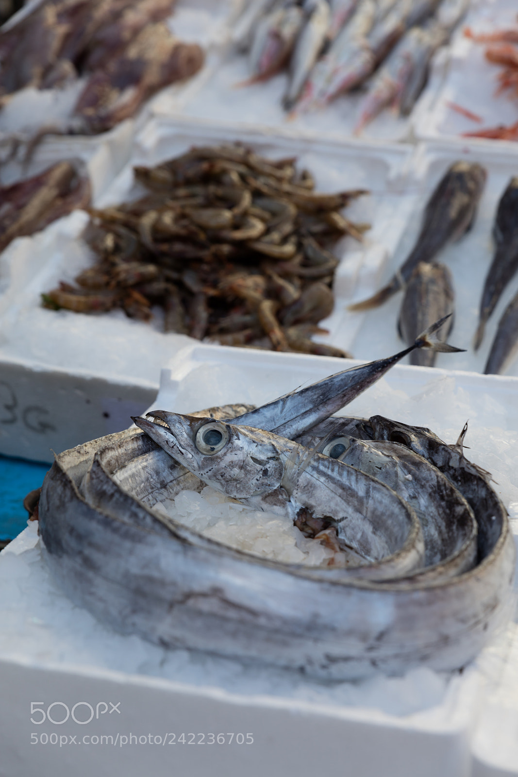 Canon EOS 5DS R sample photo. Mediterranean fish exposed photography