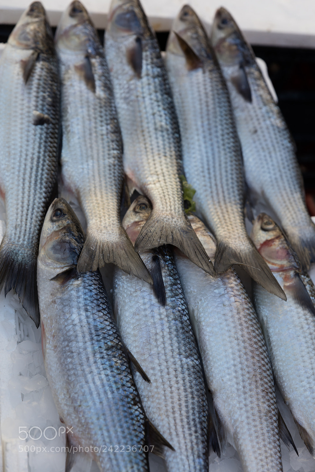 Canon EOS 5DS R sample photo. Mediterranean fish exposed photography