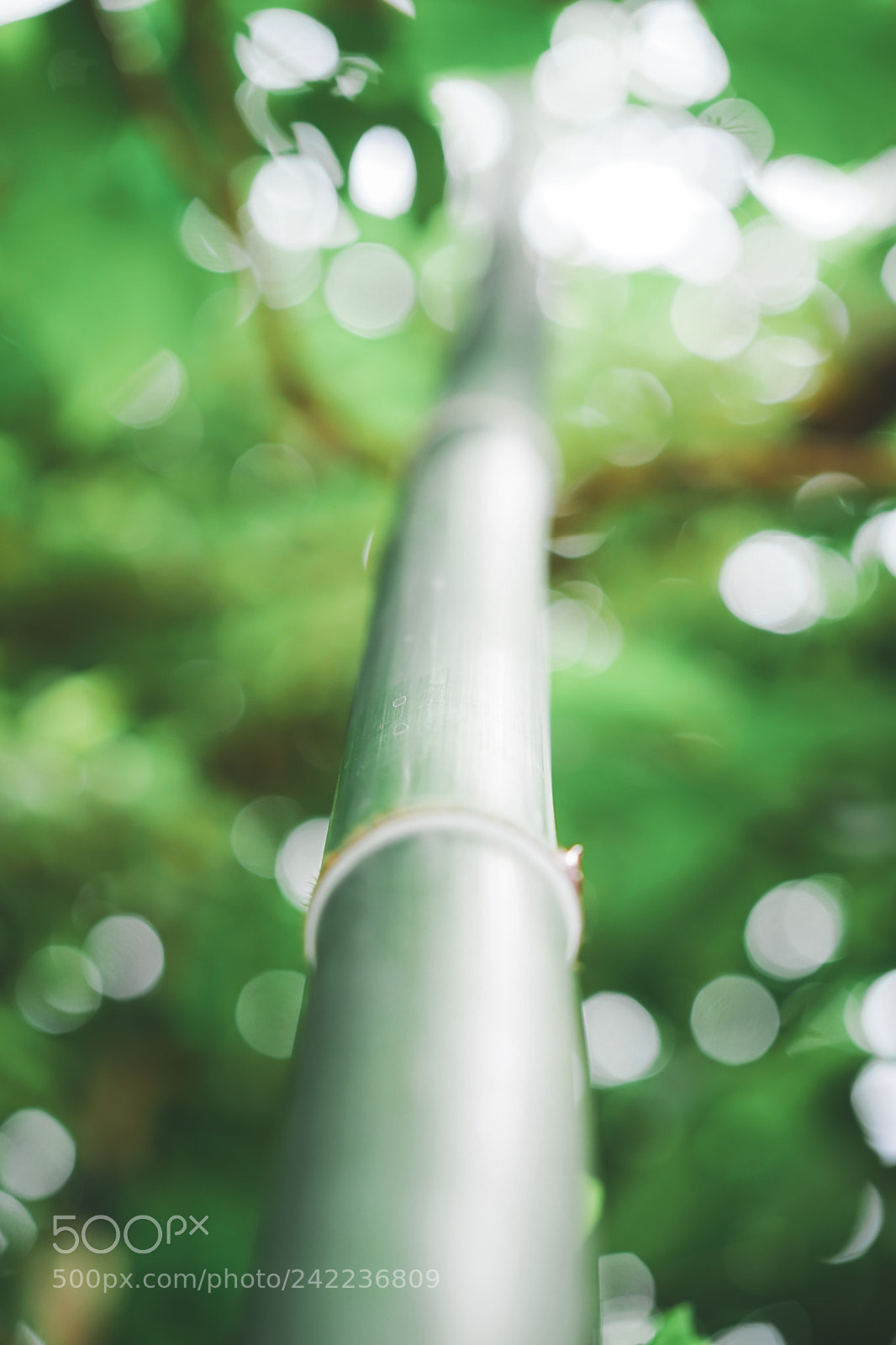 Sony a7 sample photo. Bamboo photography