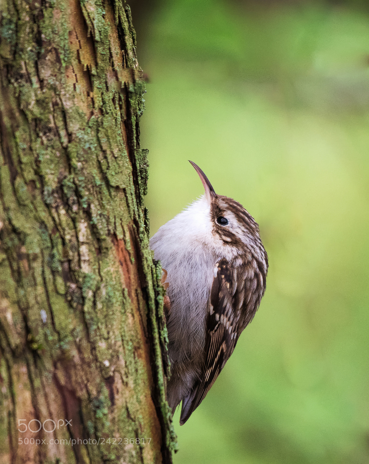 Nikon D500 sample photo. Treecreeper (certhia familiaris) photography