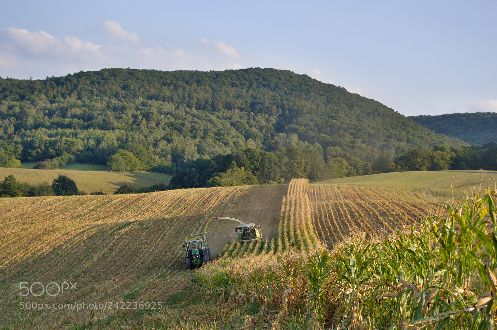 Nikon D3200 sample photo. Waves of corn photography