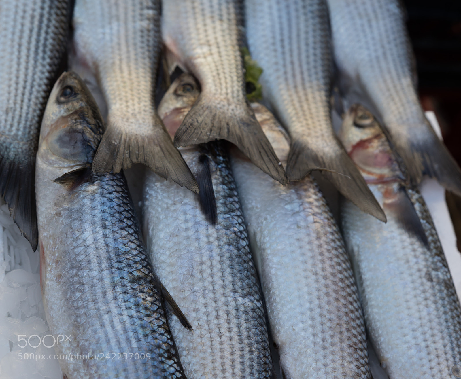 Canon EOS 5DS R sample photo. Mediterranean fish exposed photography