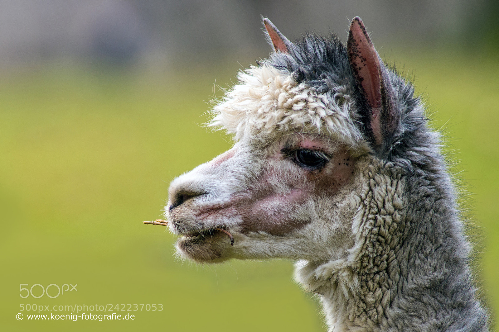 Nikon D600 sample photo. Lama portrait photography