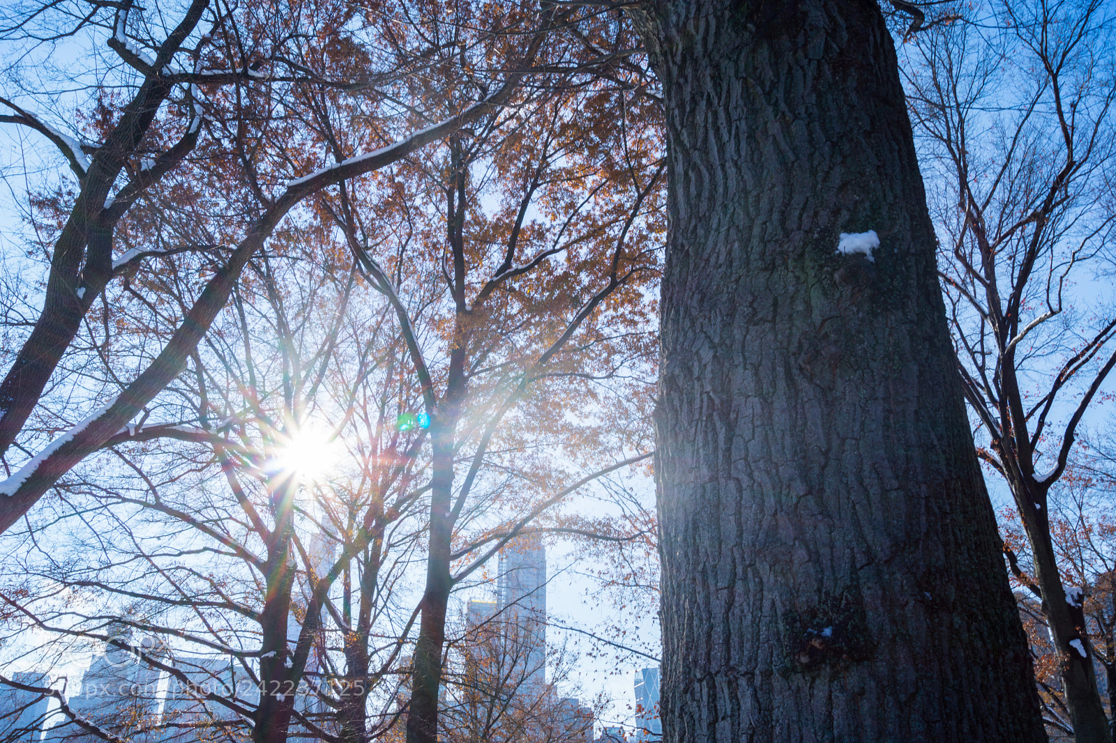 Sony SLT-A65 (SLT-A65V) sample photo. Central park photography