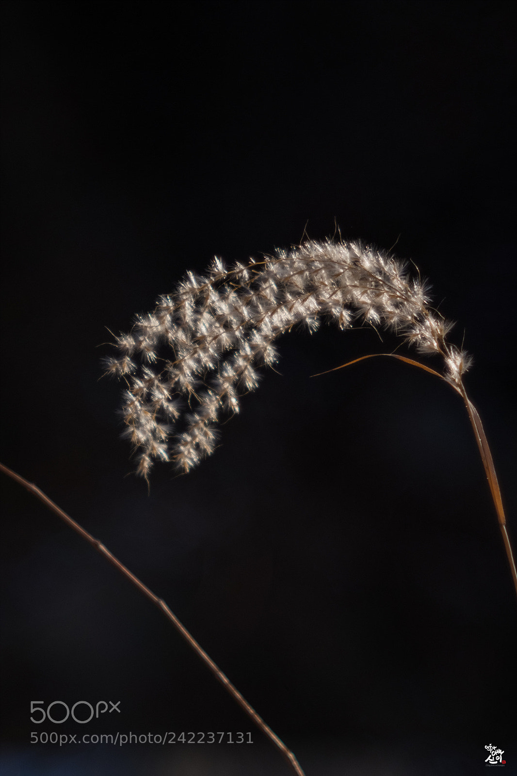 Fujifilm X-T2 sample photo. Miscanthus  photography