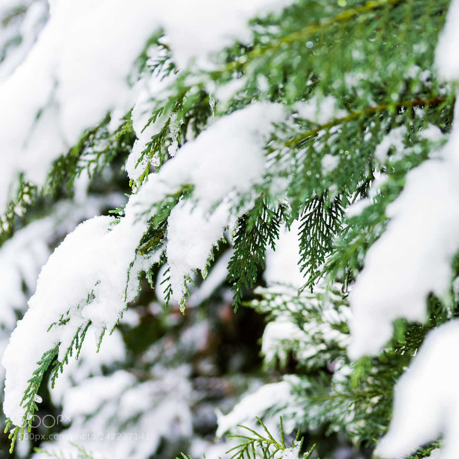 Sony SLT-A65 (SLT-A65V) sample photo. Snow photography