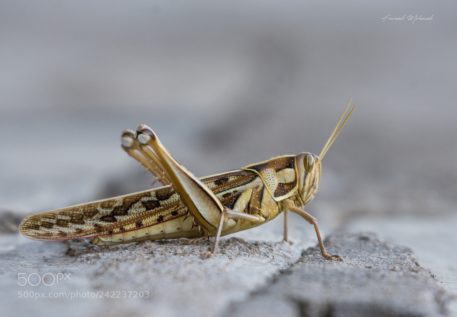 Nikon D7200 sample photo. Insect photography
