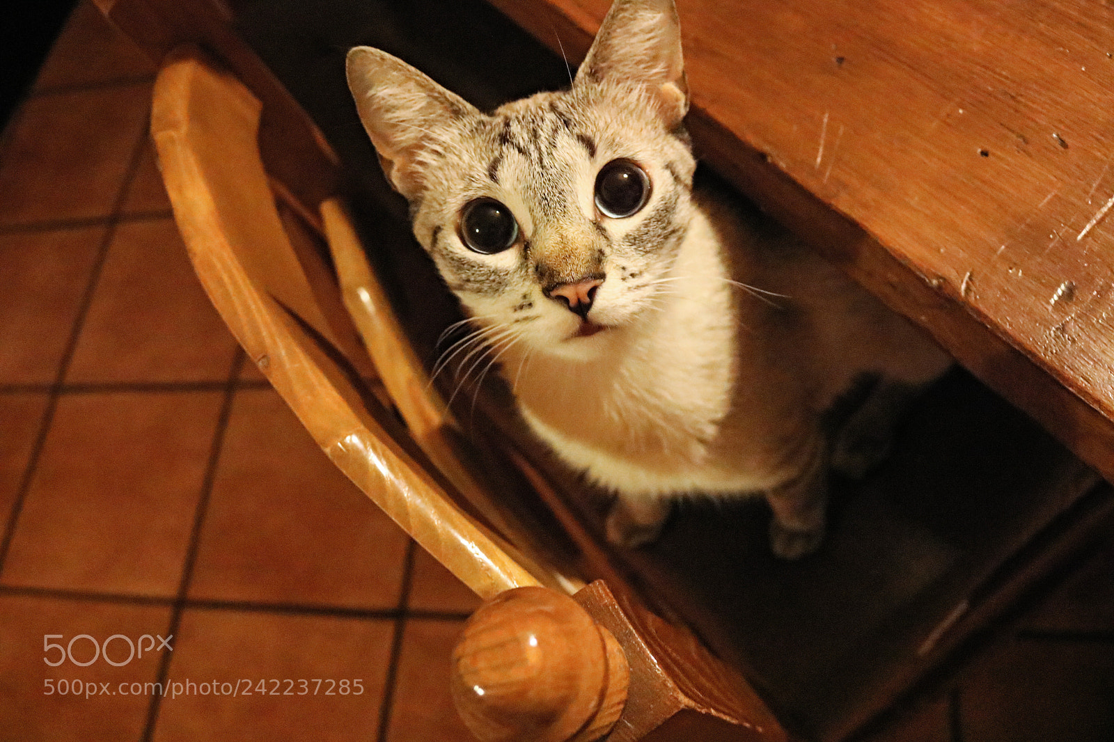 Canon EOS 750D (EOS Rebel T6i / EOS Kiss X8i) sample photo. Lulu' photography