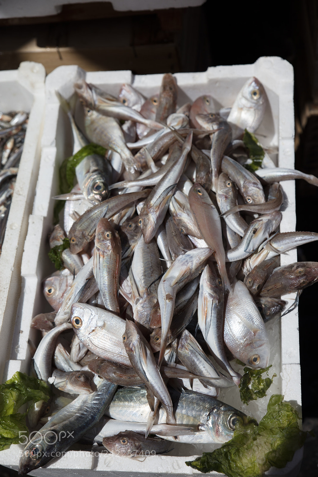 Canon EOS 5DS R sample photo. Mediterranean fish exposed photography