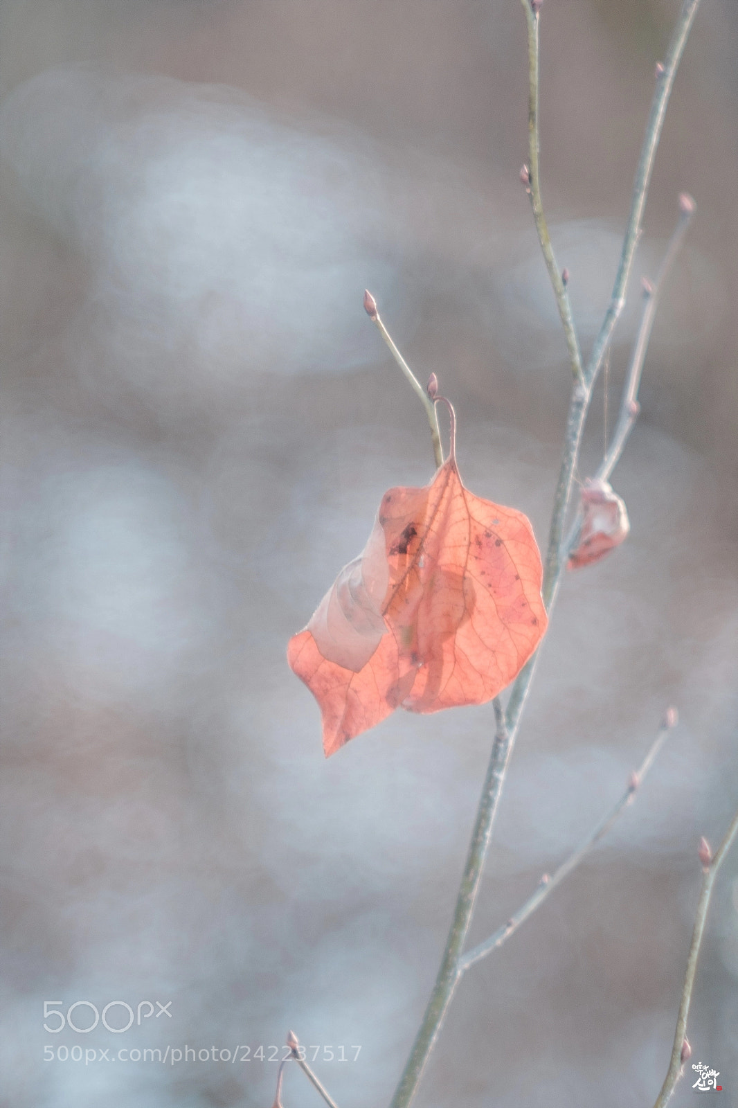 Fujifilm X-T2 sample photo. Winter leaves photography