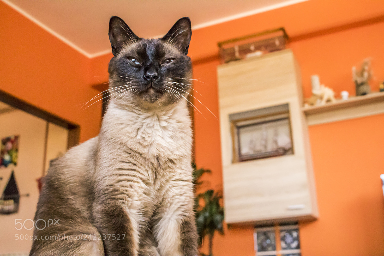 Canon EOS 750D (EOS Rebel T6i / EOS Kiss X8i) sample photo. Micio ciccione photography