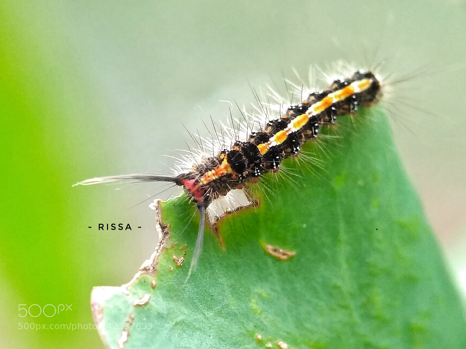 Xiaomi Redmi 3S sample photo. Caterpillar photography