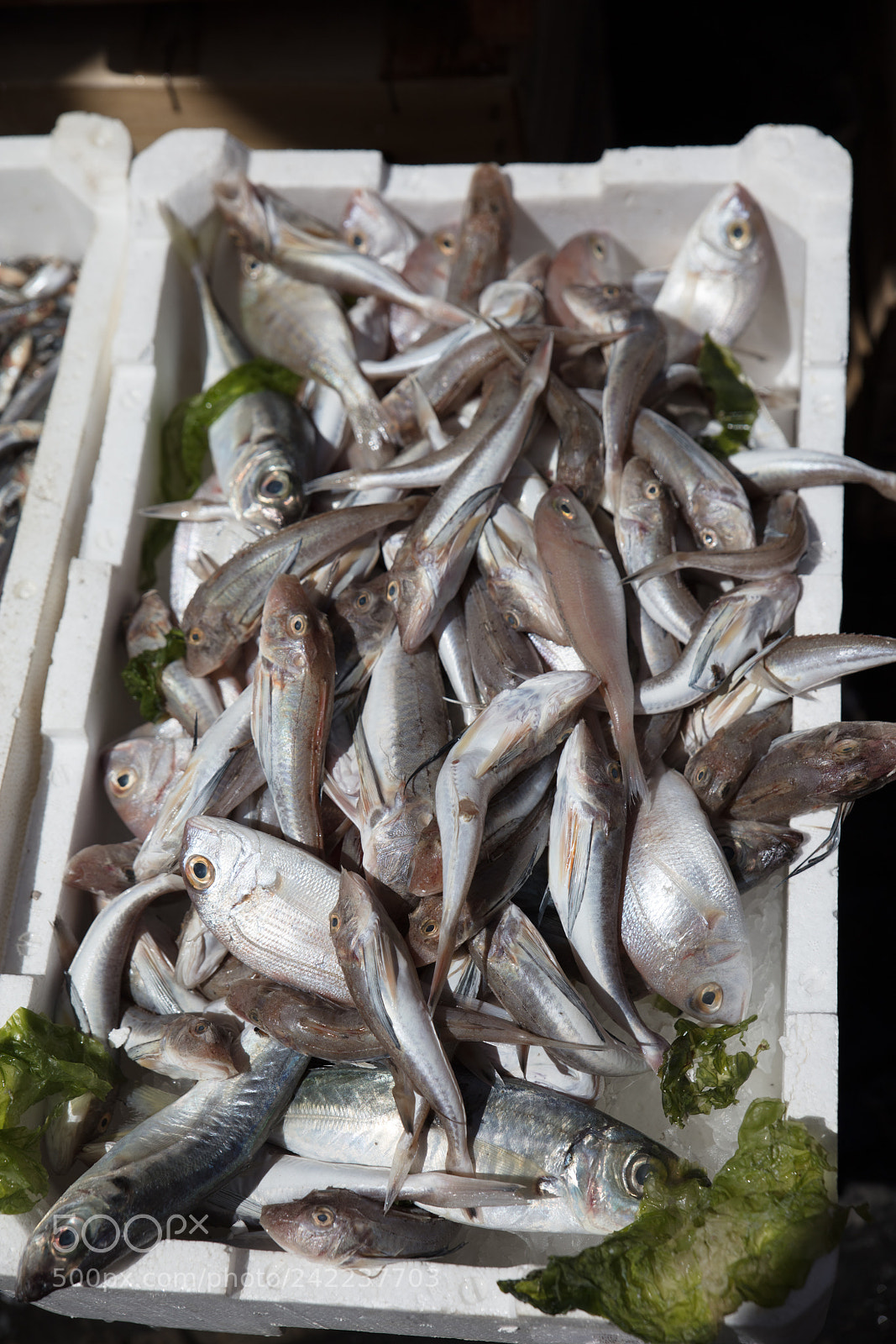 Canon EOS 5DS R sample photo. Mediterranean fish exposed photography