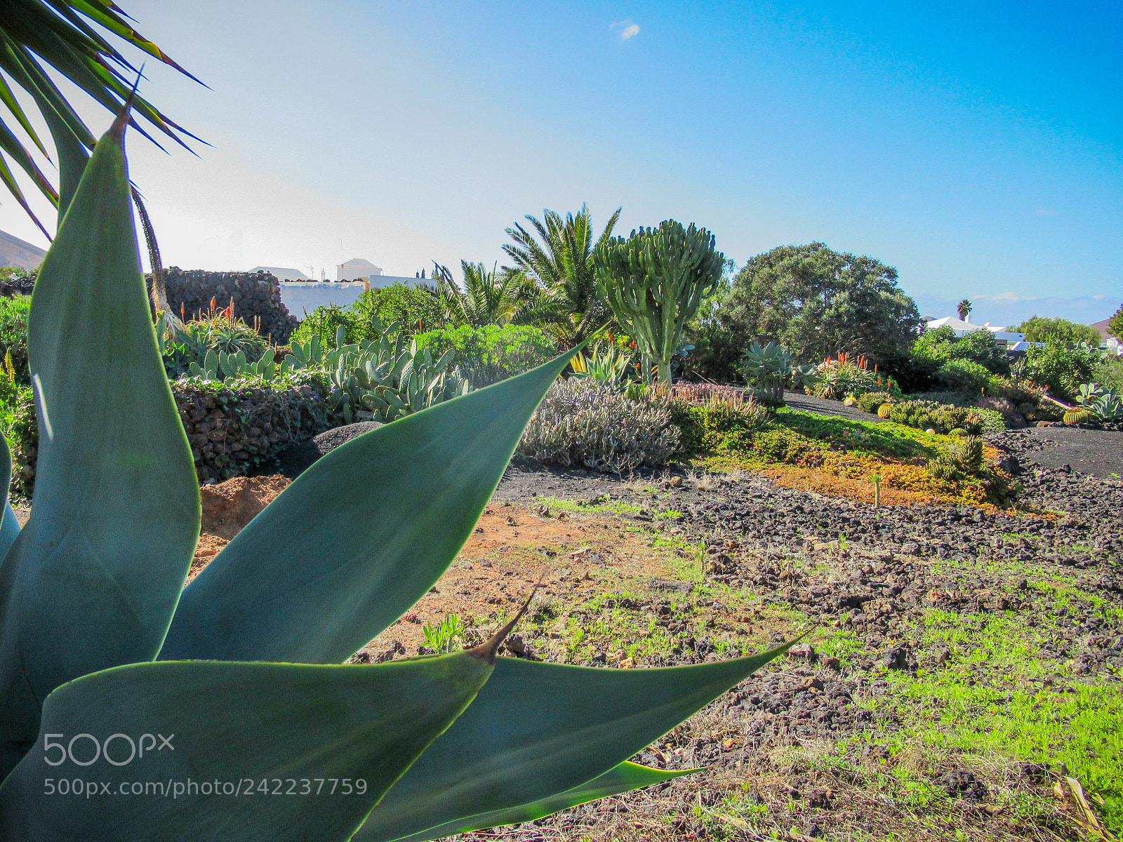Canon PowerShot SX620 HS sample photo. Lanzarote garden photography