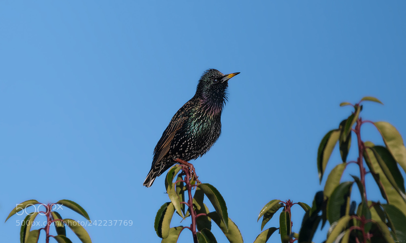 Nikon D850 sample photo. Starling resting and enjoying photography