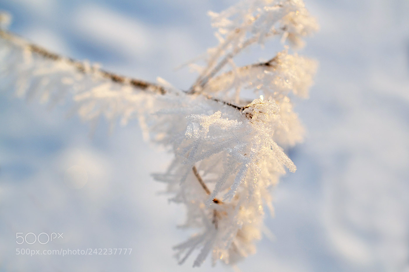 Nikon D3100 sample photo. Snow sugar photography