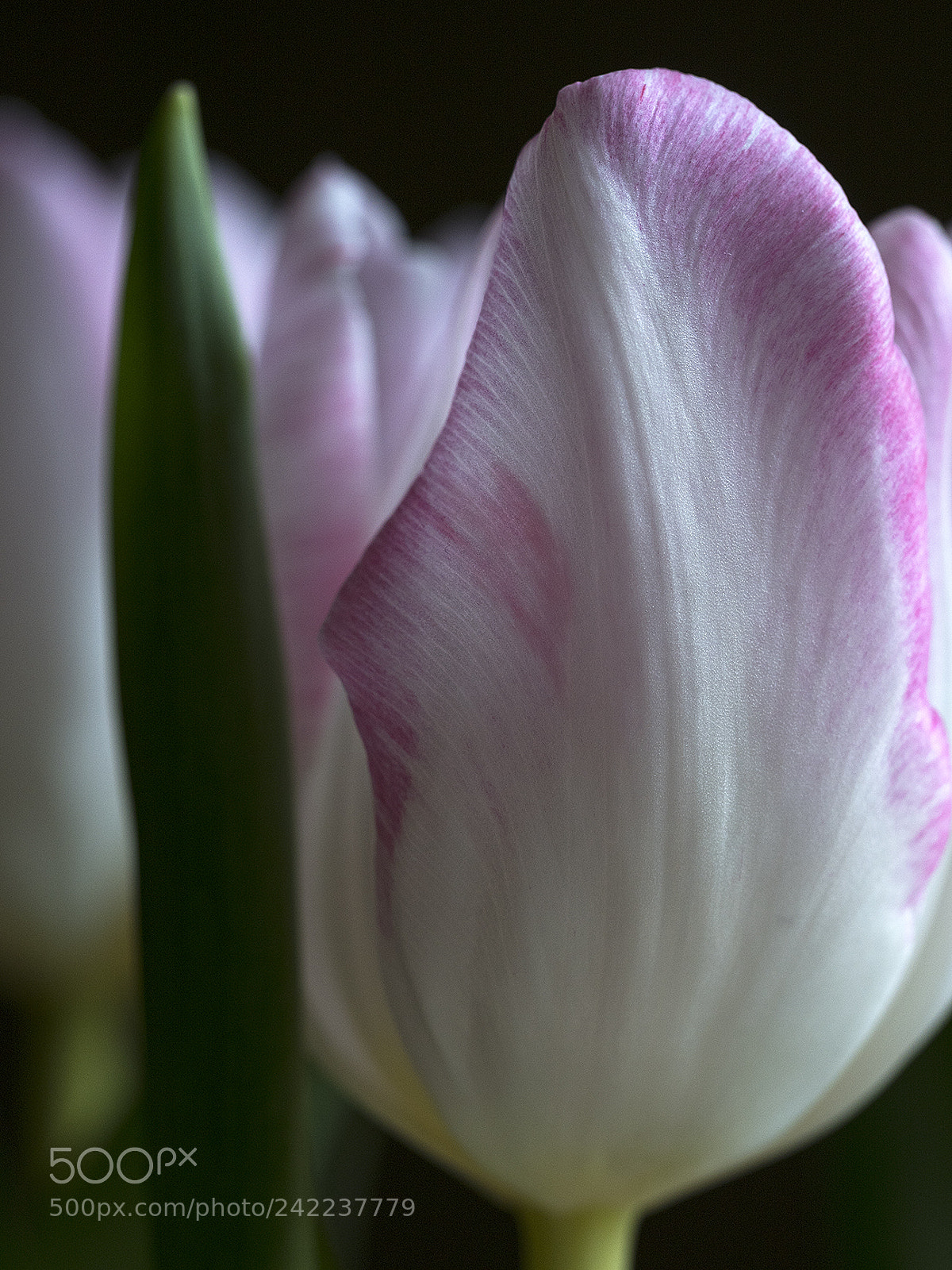 Olympus OM-D E-M5 II sample photo. Tulip photography
