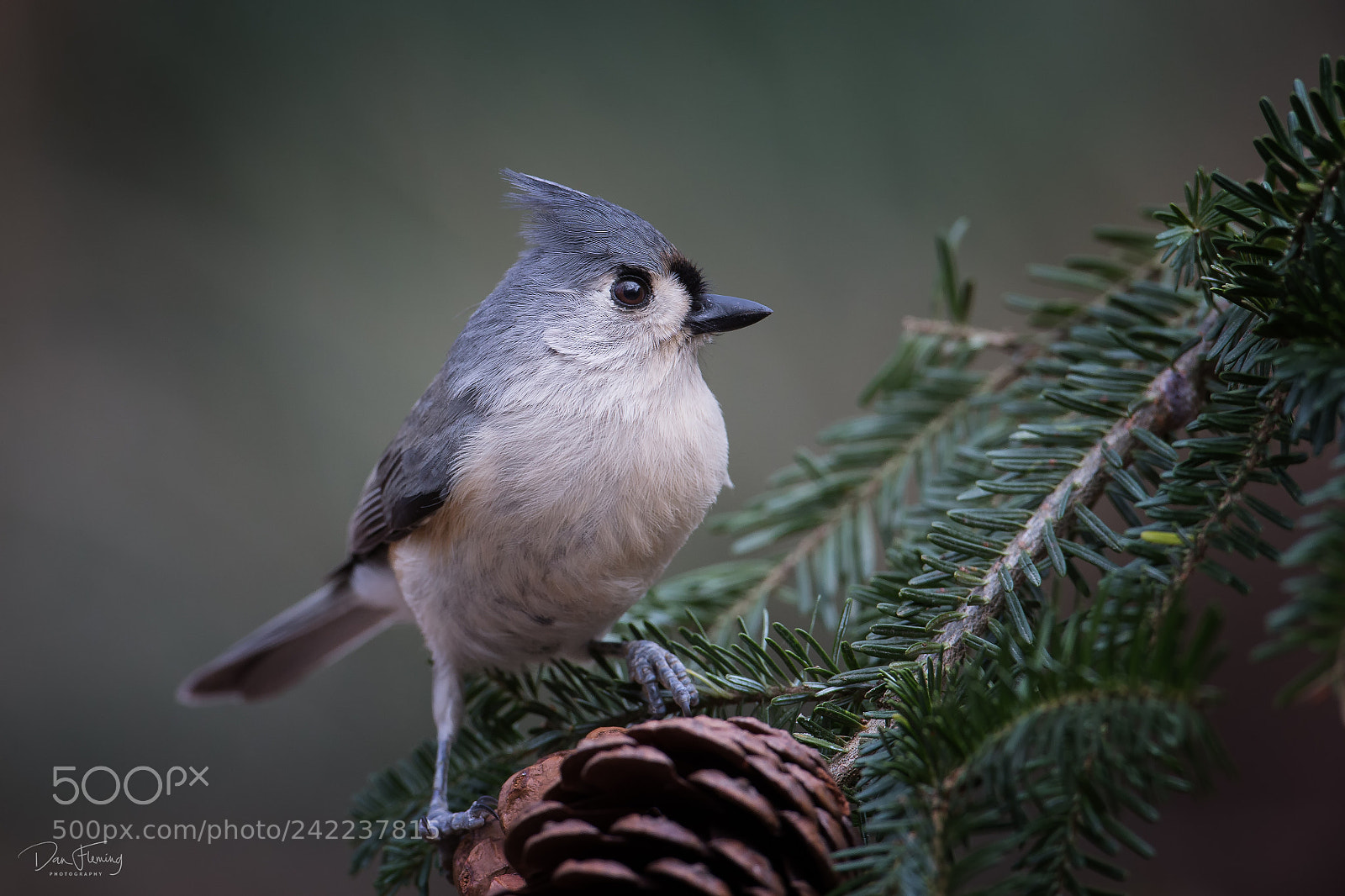 Canon EOS-1D X sample photo. Tufted titmouse photography