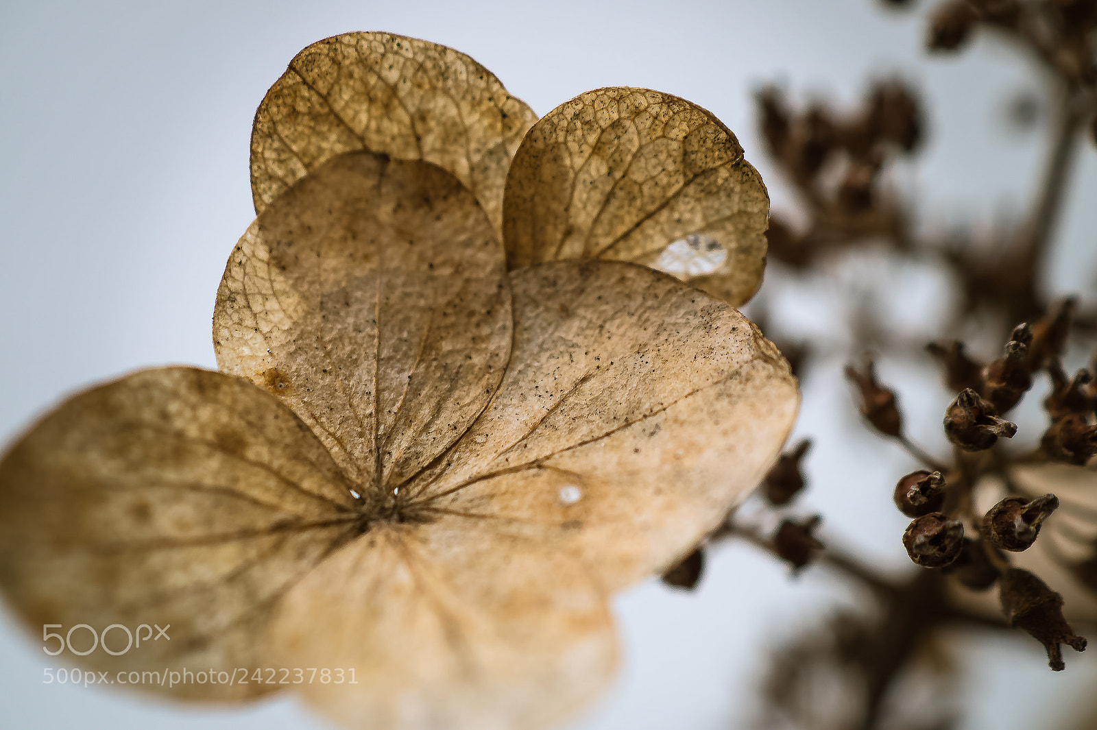 Sony SLT-A58 sample photo. *** color of winter flower *** photography