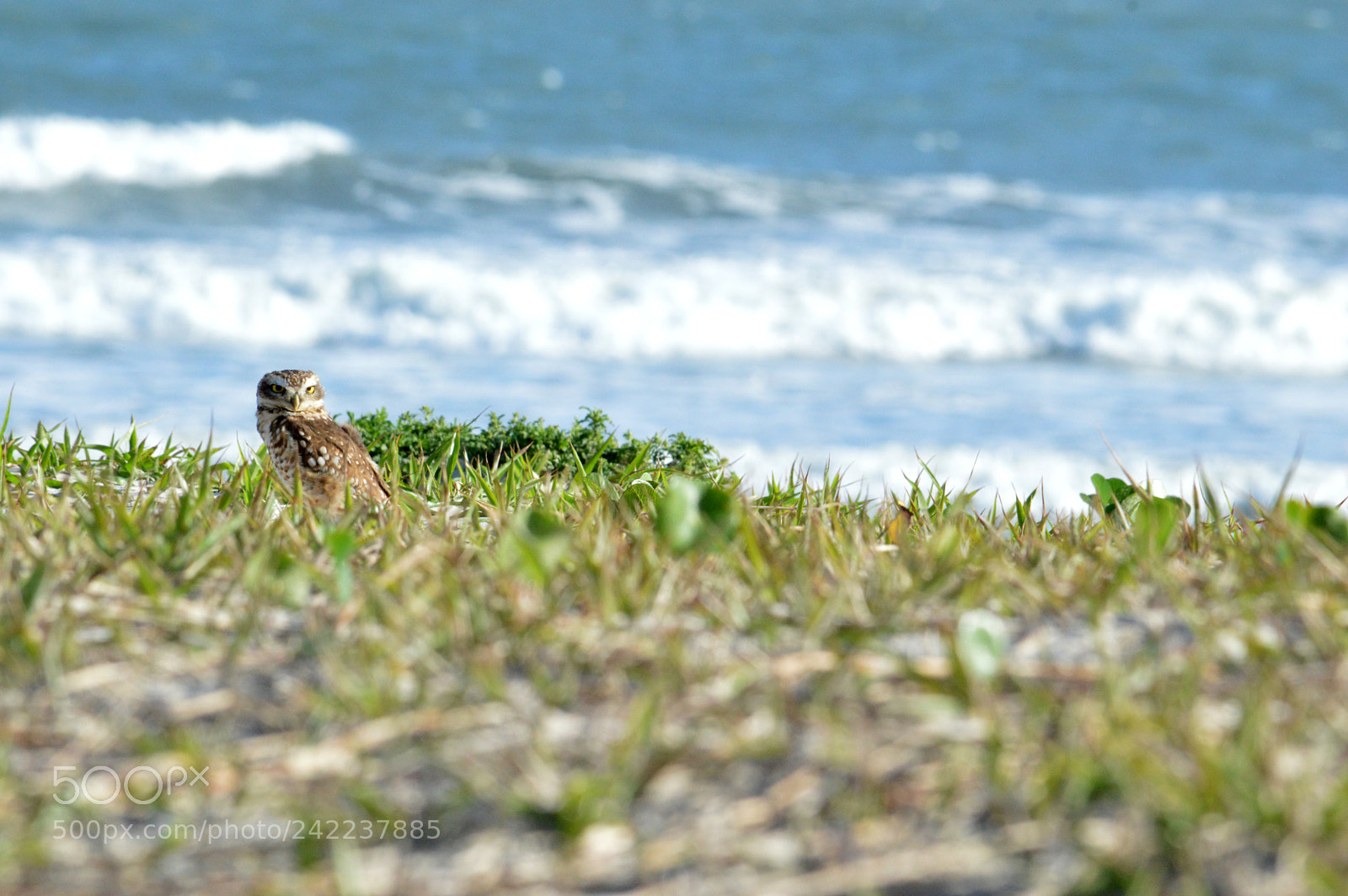 Nikon D3200 sample photo. Coruja no guarujá photography