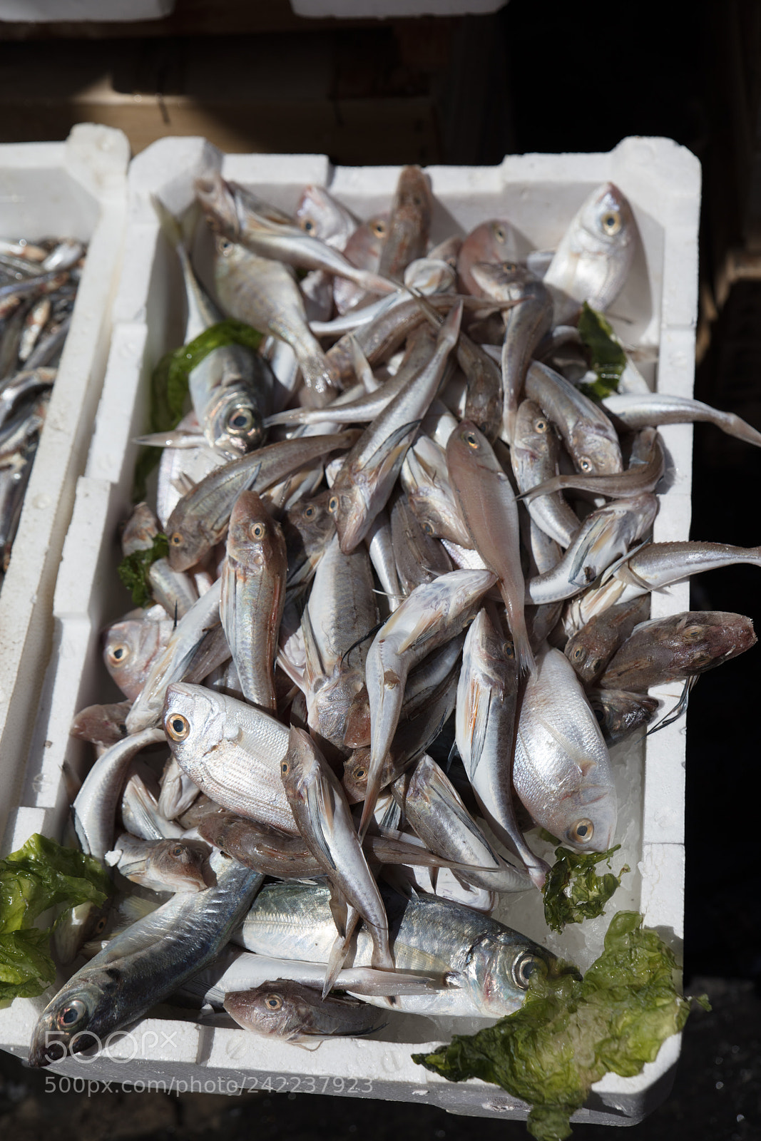 Canon EOS 5DS R sample photo. Mediterranean fish exposed photography