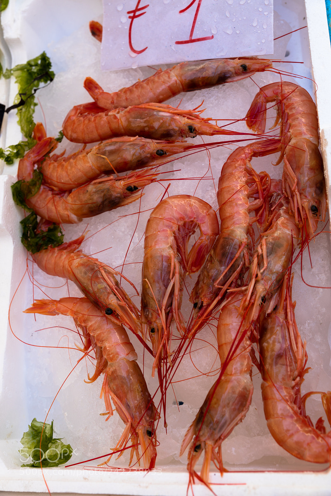 Canon EOS 5DS R sample photo. Mediterranean fish exposed photography
