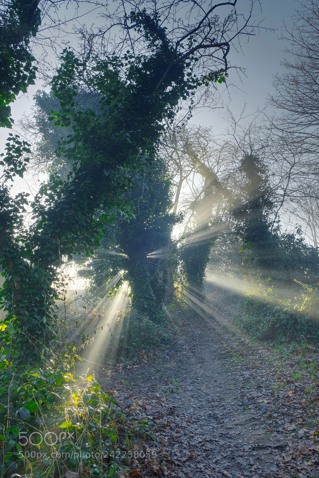 Fujifilm X-T2 sample photo. Walking towards the light photography
