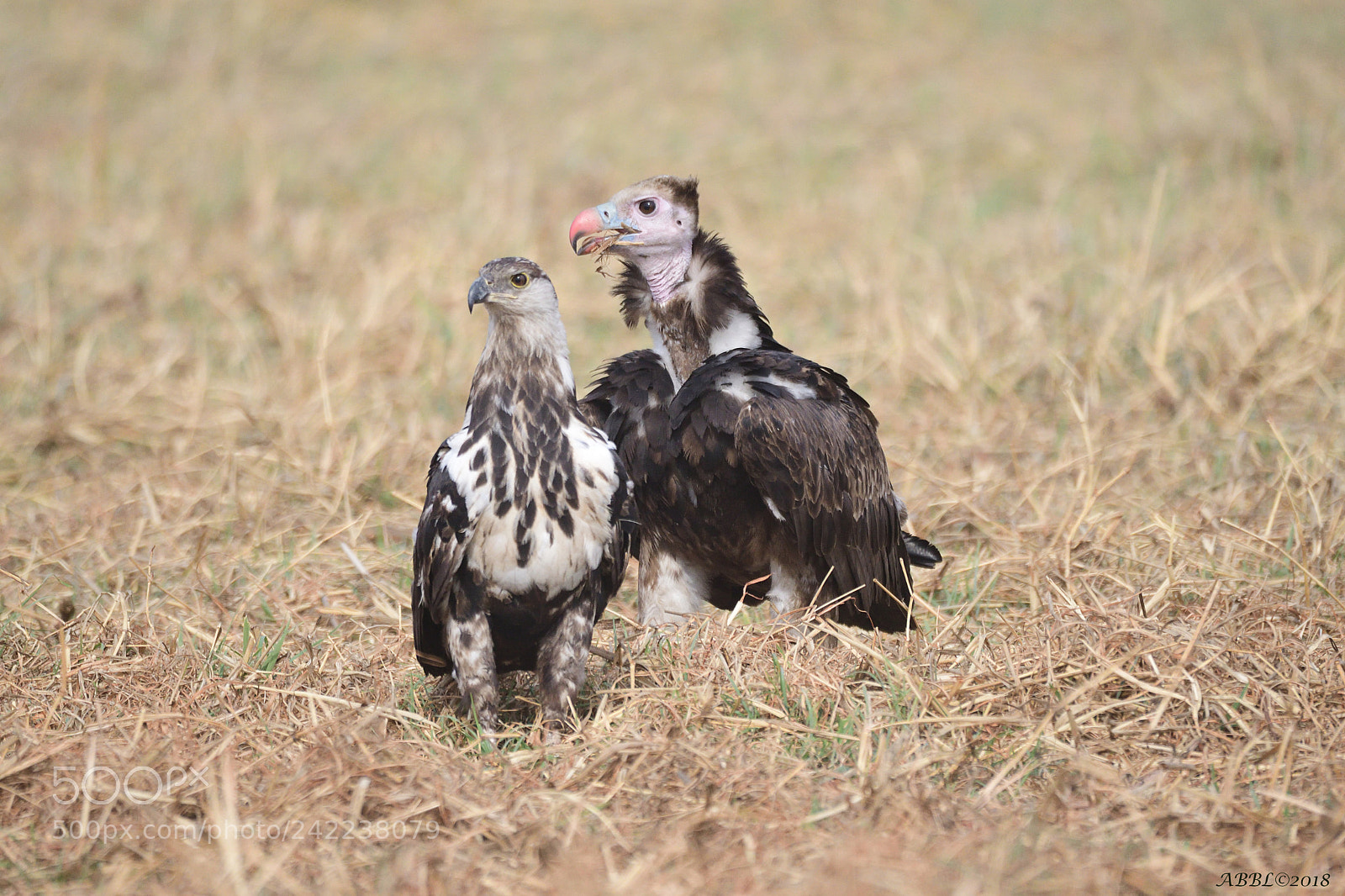 Nikon D500 sample photo. White headed vulture with photography